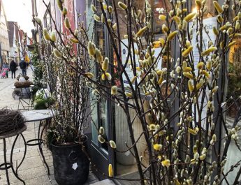 Weidenkätzchen bei Blumen und Ambiente