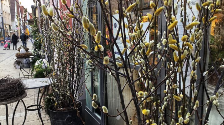 Weidenkätzchen bei Blumen und Ambiente