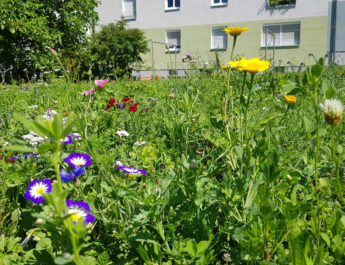 GWG lässt auf einigen Grünflächen Blumen sprießen.