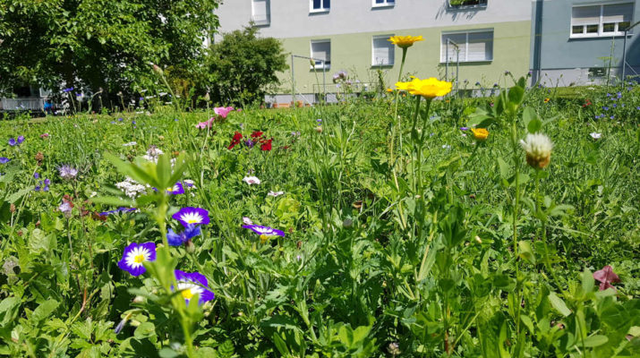 GWG lässt auf einigen Grünflächen Blumen sprießen.