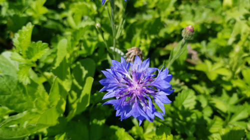 Blüten in vielen Farben 